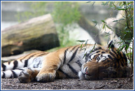 tiger_zoo_muenster.jpg
